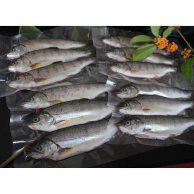 ふるさと納税 美作市 渓流の女王　アマゴ(冷凍24尾入り) |  | 01