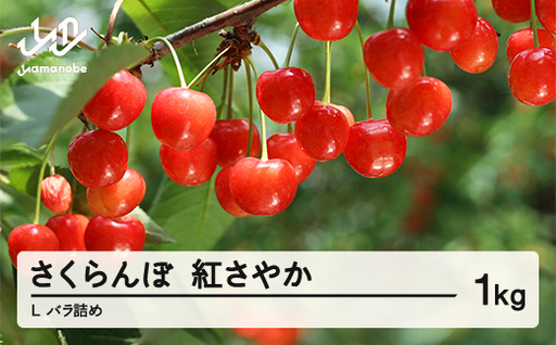 先行予約 さくらんぼ 紅さやか L 1kg バラ詰め 令和8年産 2026年産 山形県山辺町産 フルーツ 果物 sa-sybsl1000 ※沖縄・離島配送不可