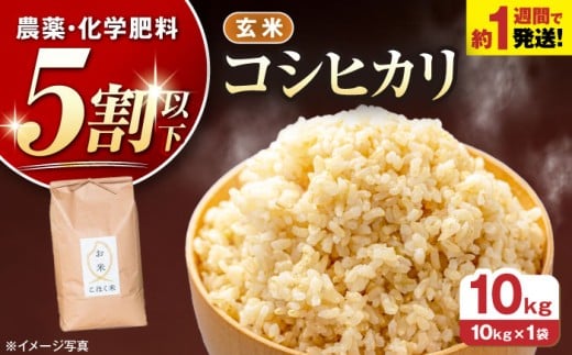 【 令和7年産】こしひかり 玄米 10kg × 1袋 農家直送 コシヒカリ 米 ご飯 玄米 ごはん おにぎり お弁当 お米 滋賀県 長浜市/株式会社エース物産 [AQAK003]