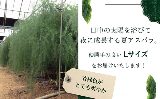JR九州ファームの夏アスパラガス　Lサイズ1.2kg【A9-029】 アスパラガス アスパラ 夏アスパラ 野菜 甘み 柔らかい 松浦市