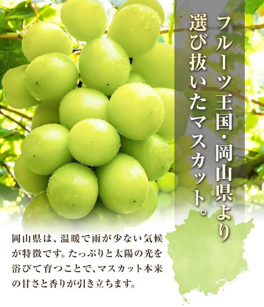 【土日着便】シャインマスカット 約650g(1房)【配送不可地域あり(離島)】