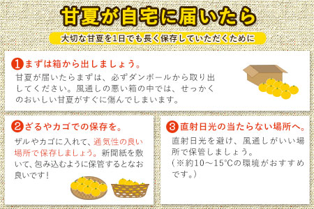 みかん 好き必見 甘夏 熊本県産(津奈木町産含む) 甘夏 約 10kg (約18～40玉前後) 《2月中旬-4月末頃出荷予定》柑橘 大玉 ミカン フルーツ 旬 甘夏みかん 果物 訳あり 定期 でない