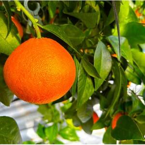 【贈答用】シュガーファームのハウスまどんな4kg【1643725】