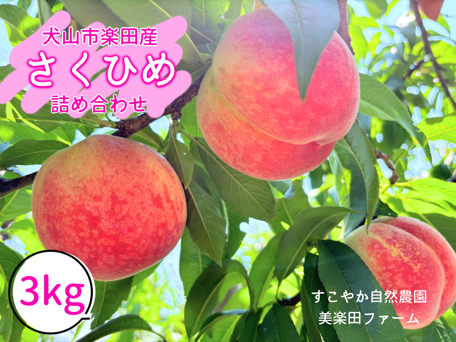 【2026年先行予約】犬山市楽田産 桃（さくひめ）3kg