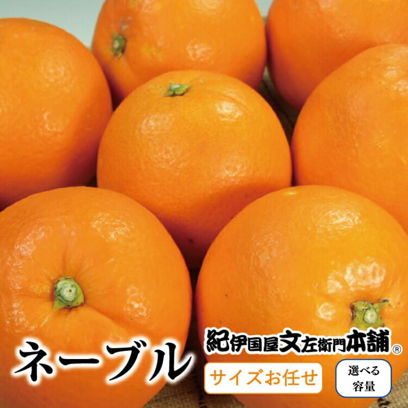 【ふるさと納税】 ネーブル 【選べる容量】 / サイズおまかせ ※2026年1月中旬～2026年2月中旬頃に順次発送予定（お届け指定日不可）紀伊国屋文左衛門本舗 / みかん 蜜柑 くだもの フルーツ 果物 柑橘 先行予約