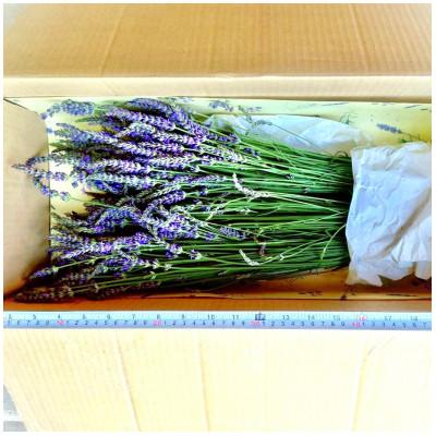 ふるさと納税 池田町 ラベンダー生花　グロッソ200本 |  | 02