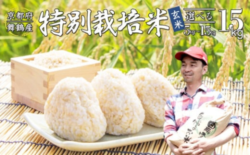 【令和7年度産 新米 先行予約】 棚田米 玄米 15kg コシヒカリ 特別栽培米 京都産 農家直送 こしひかり 減農薬 低農薬 げんまい お米 ご飯 米 棚田 健康
