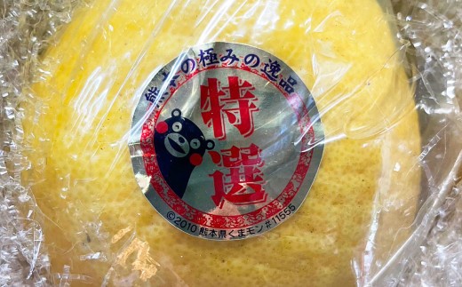 くまモン木箱入り 河内晩柑 6玉