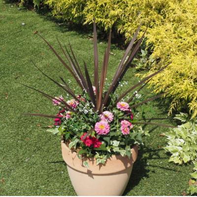 ふるさと納税 朝倉市 シャープでスタイリッシュな銅葉のコルジリネと季節のお花寄せ植え |  | 01