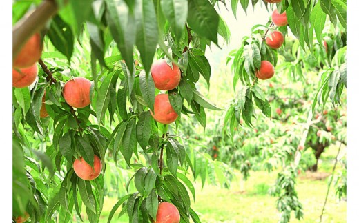 【2026年発送】＼ 硬めの桃！／　秋の収穫白桃　約5kg（11～20玉）