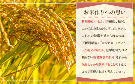 新潟産コシヒカリ精米5kg真空パック（12か月定期配送） 米 定期便 12ヶ月 コシヒカリ 精米 白米 コメ こめ お米 おこめ 5kg こしひかり ご飯 ごはん 12回 お楽しみ 新潟