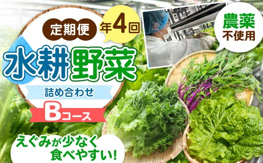 【定期便4回】農薬不使用水耕野菜詰め合わせ　＜Bコース＞　【3か月に1回お届け】｜ふるさと納税 長野県 松本市 農薬不使用 水耕 野菜 サラダ ベビーリーフ 健康