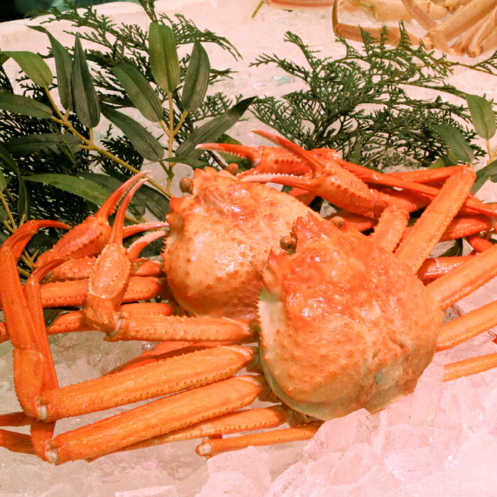 【ふるさと納税】鳥取県産 浜茹で紅ズワイガニA級 2枚　KI94