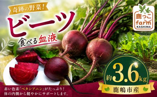 ビーツ 約3.6kg 【先行予約】 数量限定 野菜 肉厚 旬 食物繊維 ヘルシー ポリフェノール ベタシアニン 健康 カリウム 赤い色素 赤紫 食べる血液 季節の野菜 サラダ カルパッチョ ボルシチ スムージー スープ アサイーボウル ビーツ習慣 国産 産地直送 vegetable beet beets beetroot 鹿っこfarm ふるさと納税 茨城県 鹿嶋市 【2027年6月発送】