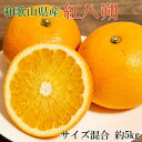 【ふるさと納税】【希少品】和歌山県産紅八朔約5kg（サイズ混合）★2025年1月下旬頃より順次発送【先行予約】【TM88】 | 紅八朔 八朔 はっさく 5kg サイズ混合 サイズおまかせ 産地直送 柑橘 かんきつ 果物 くだもの 和歌山県産 由良町