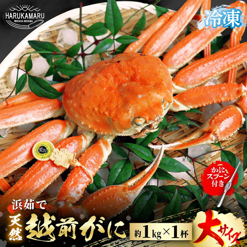 【ふるさと納税】【先行予約】はるか丸厳選！≪浜茹で≫ 越前がに 大サイズ 約1kg × 1杯【冷凍】かにスプーン付き【2026年11月下旬以降順次発送予定】【急速冷凍 本場の味 ボイル 越前ガニ 蟹 茹で ずわいがに ズワイガニ 福井 地物 贈答用 ギフト お歳暮 年末年始 家族用】