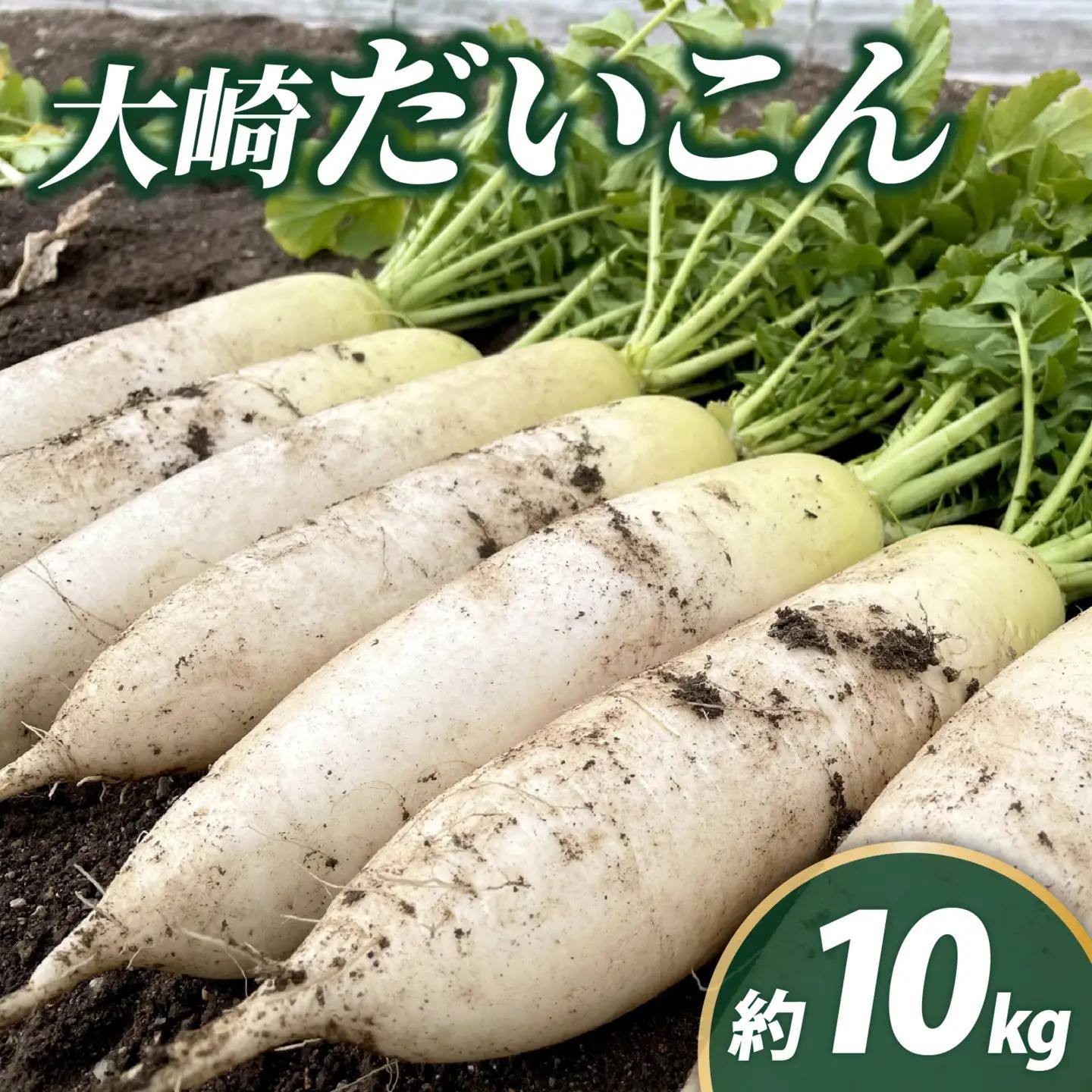 ＜2026年収穫分 先行予約＞大崎だいこん 1箱 10kg |野菜 10キロ だいこん