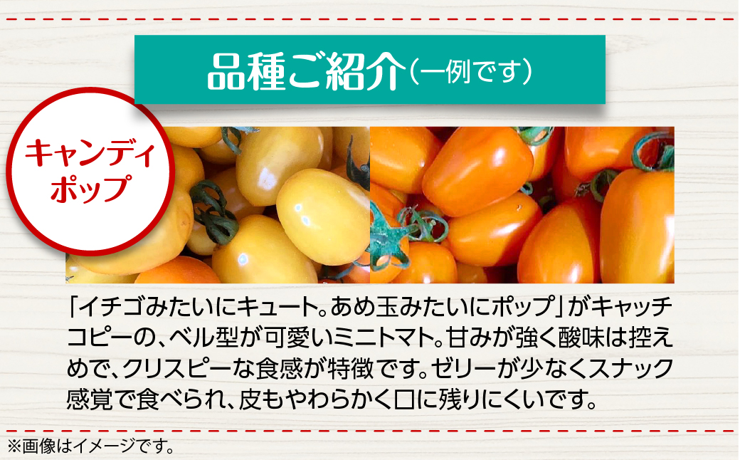＜2026年7月上旬よりお届け＞カラフルミニトマト約2.7kg 【農園直送】北海道壮瞥産 SBTO004