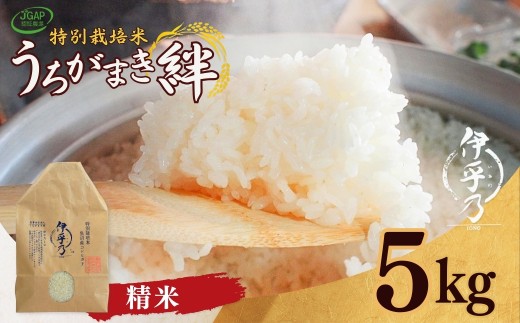 【特別栽培米 コシヒカリ 5kg】令和8年産 新米 先行予約 魚沼産コシヒカリ「伊乎乃」JGAP認証 精米5kg うちがまき絆 | 魚沼産こしひかり 魚沼コシヒカリ 新潟県産コシヒカリ 新潟産コシヒカリ こしひかり 特別栽培米 伊乎乃 JGAP認証 お米 米 白米 精米 コメ 5キロ にいがた おぢや 新潟県 小千谷市 【0002-UK09】