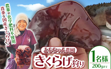 【先行予約】きくらげ狩り1名様 ともちゃん農園 |きくらげ きくらげ狩り 体験  食物繊維 鉄分 カルシウム ビタミンD カリウム アミノ酸  高血圧予防 ふるさと 納税 栃木県 那珂川町 送料無料