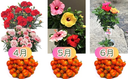 モリヒロ園芸が育てたお花とトマトとシャインマスカットの12ヶ月定期便 植物 果物類 ぶどう フルーツ 野菜 ミニトマト 