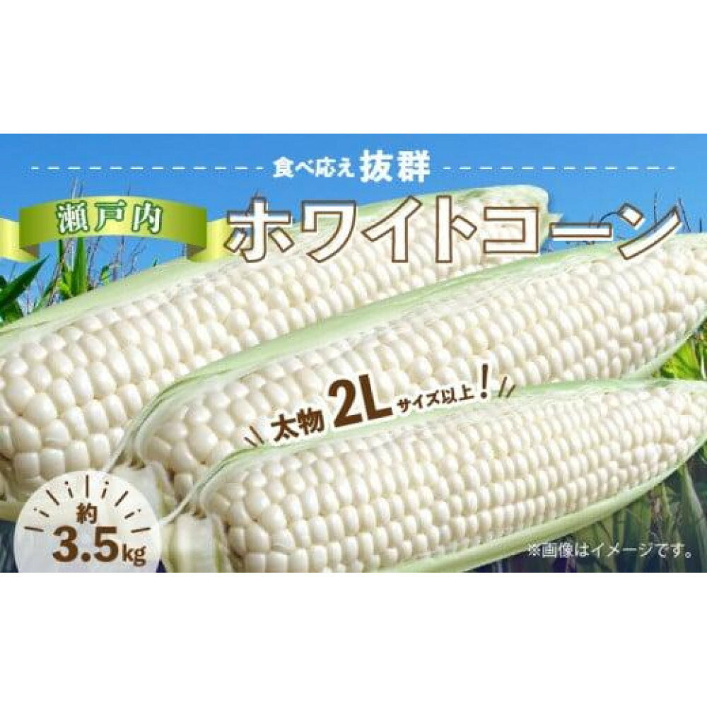 【ふるさと納税】太物2Lサイズ以上!瀬戸内ホワイトコーン 約3.5kg【2027-6月中旬～2027-7月中旬配送】 | コーン とうもろこし トウモロコシ 野菜 瀬戸内 香川県 高松市 プチプチ 弾ける 甘い 鮮度