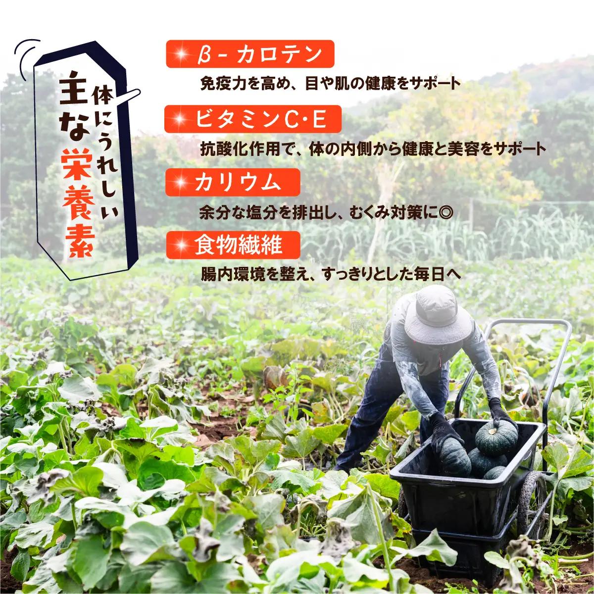【訳あり】かぼちゃ くり大将 カボチャ 約10kg (5～6玉)