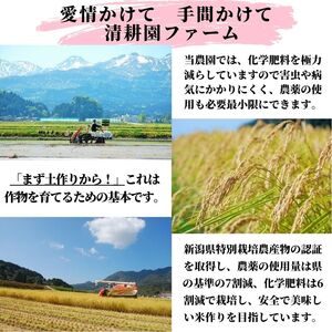 新潟県産 もち米『こがねもち』3kg（2升）令和5年産 つやつやモチモチ もち米ならではの芳醇な香り 清耕園ファーム お正月 餅 赤飯 おこわ