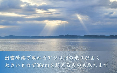 【鮮魚】アジ 脳締め〈内臓あり〉800g以上 あじ 鯵 冷蔵アジ 新鮮アジ 獲れたてアジ 大きいアジ