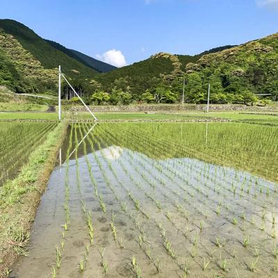 ふるさと納税 土佐清水市 【先行受付】令和8年産 土佐清水産コシヒカリ 新米 玄米 5kg  宗呂米【R01597】 |  | 02