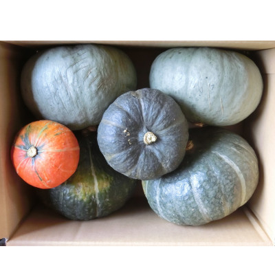 
                  ＜先行受付＞富良野産かぼちゃ詰合せ10kg以上【1271292】
                