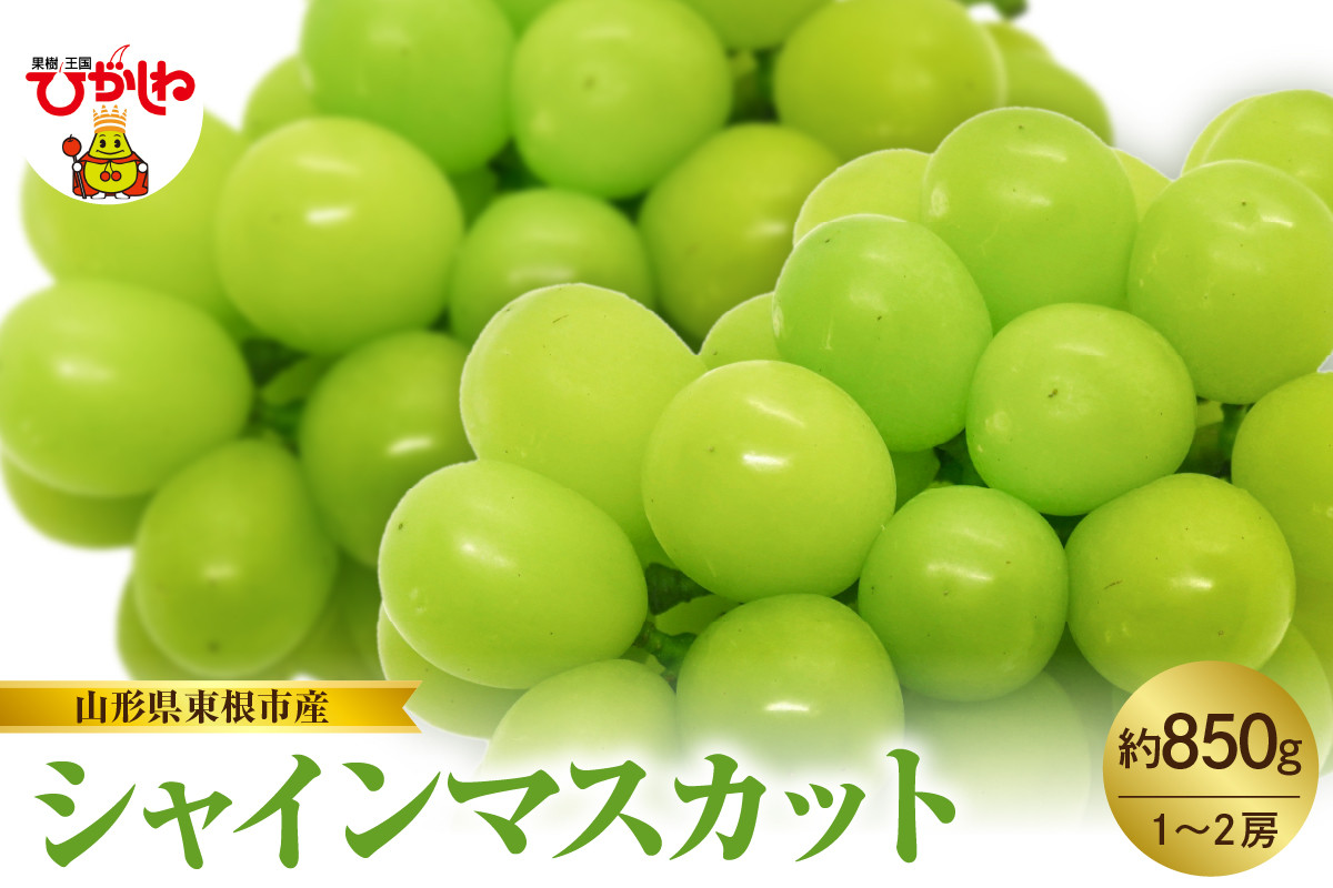 
            【2025年産　先行予約】山形県東根市産　シャインマスカット　約850ｇ　（1～2房）　hi074-007-1
          