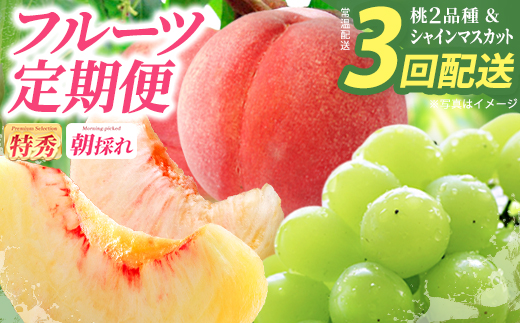 
                  【令和9年7月～9月頃発送・先行予約】桑折町もも2品種・シャインマスカット定期便 ／ もも モモ マスカット 果物 フルーツ 旬 甘い 甘み ジューシー 果肉 果汁 新鮮 フレッシュ デザート おいしい 産地直送 桑折 こおり こおりまち 福島県 特産品 【07301-0176】
                