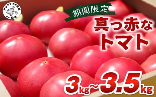 
            期間限定　真っ赤なトマト3kg～3.5kg( トマト とまと ジューシー リコピン 期間限定 松浦市 松浦産 産地直送 )【A9-015】
          