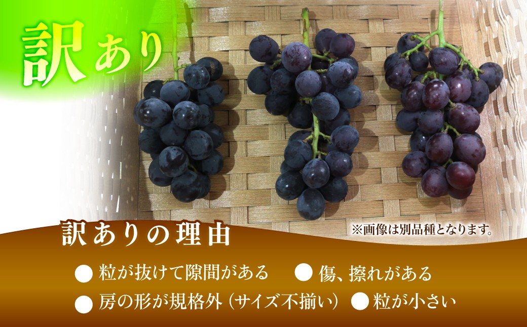 ぶどう 巨峰 葡萄 グレープ 果物 フルーツ 甘い おいしい 旬