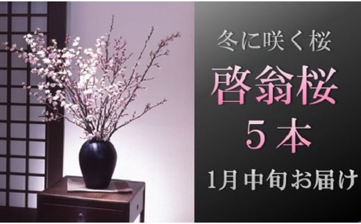 食の都庄内　【1月中旬お届け】啓翁桜（5本束）