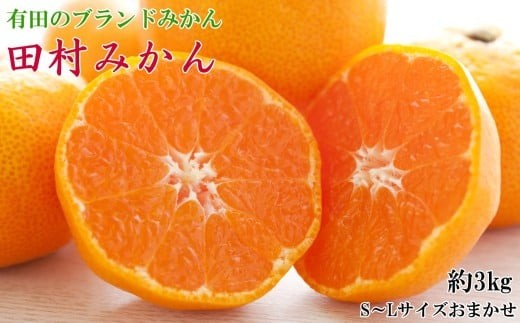 【ブランドみかん】田村みかん約3kg(S.M.Lサイズおまかせ・秀品)※2026年11月下旬～2026年12月下旬頃に順次発送【tecj1034】