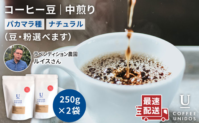 
                  中煎り コーヒー 豆 250g × 2袋 （ 豆 ・ 粉 選べます ） ニカラグア産 ラベンディション農園 マラカツーラ種 ナチュラル 《糸島》 【COFFEE UNIDOS】 [AQF001]
                