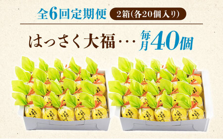 【6回定期便】お菓子 はっさく大福20個入×2　 お菓子 大福 八朔 柑橘 みかん オレンジ 餅 ギフト お取り寄せ スイーツ フルーツ大福 ご当地 菓子 おかし デザート 食品 人気 おすすめ 広島