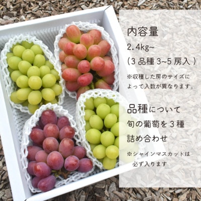 【きよとうファーム】ぶどう3品種詰合せ(シャインマスカット入)3-5房入/計2.4kg～(岡山県産)【配送不可地域：離島】