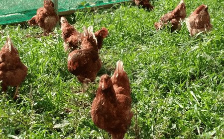 王様の卵 ヨード入 90個 平飼い 地鶏 有精卵 濃厚 卵 こだわり卵 たまご