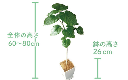 4月上旬～発送【観葉植物】ウンベラータ60cm～80cm(Green Base/014-1370) 南国鹿児島県で育った 観葉植物！植物 鉢付 観葉植物 インテリア 観葉植物 室内 観葉植物 オフィス