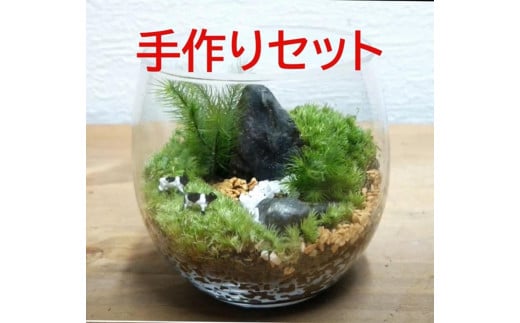 コケテラリウム手作りキット(径8×高さ8cm）〈コケ 苔 こけ 植物 初心者 インテリア 手作り セット キッド 雑貨 日用品〉S1206