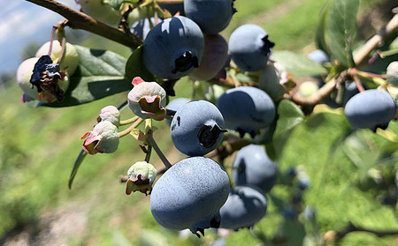 山形産 農薬不使用 冷凍ブルーベリー【ガイアの雫】800g(400g×2)★真空包装★ FY23-581