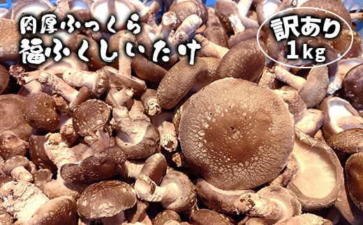 
肉厚ふっくら 福ふくしいたけ 訳あり品 1kg
