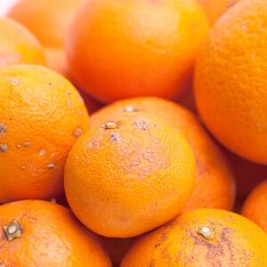 家庭用 清見2.5kg+250g(傷み補償分)【樹上完熟きよみオレンジ・清見タンゴール】【訳あり】【配送不可地域：離島・北海道・沖縄県】【1176693】