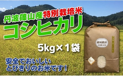 【令和7年産】お米のおいしさ伝えたい！特別栽培米コシヒカリ5kg×1 兵庫県 丹波篠山市 白米 100％単一原料米 産地直送米 おいしい お米 精米 コシヒカリ ブランド おこめ 健康 送料無料 おすすめ 人気 口コミ
