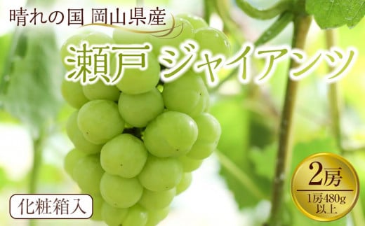
岡山県産　瀬戸ジャイアンツ2房(1房480g以上) 化粧箱入り
