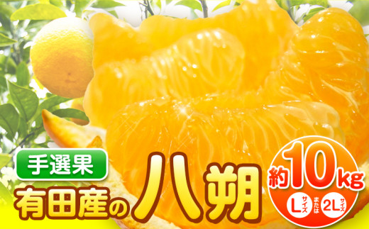 【先行予約】【手選果】有田産の八朔 10kg（Lまたは2Lサイズいずれかお届け） 厳選館 《2026年1月下旬-2月下旬出荷》和歌山県 日高町 はっさく ハッサク  八朔 柑橘 みかん フルーツ 果物