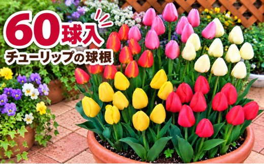 
                  チューリップ 球根 特大球 セット 60球 植物 花 フラワー ガーデニング 園芸 花壇 秋植え 春咲き 庭 新潟県 新潟市
                